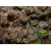 G14 Auto - FastBuds
